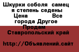 Шкурки соболя (самец) 1-я степень седены › Цена ­ 12 000 - Все города Другое » Продам   . Ставропольский край